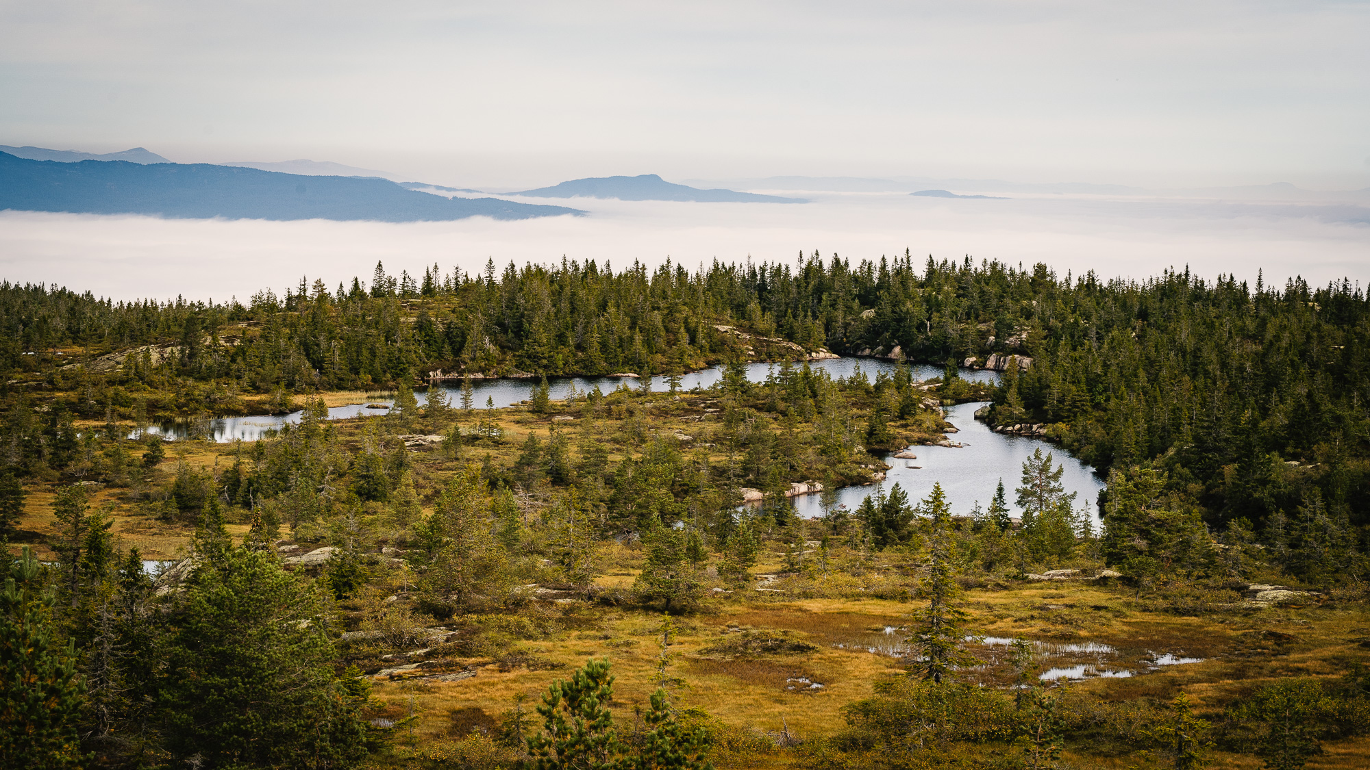 Hesteskoen