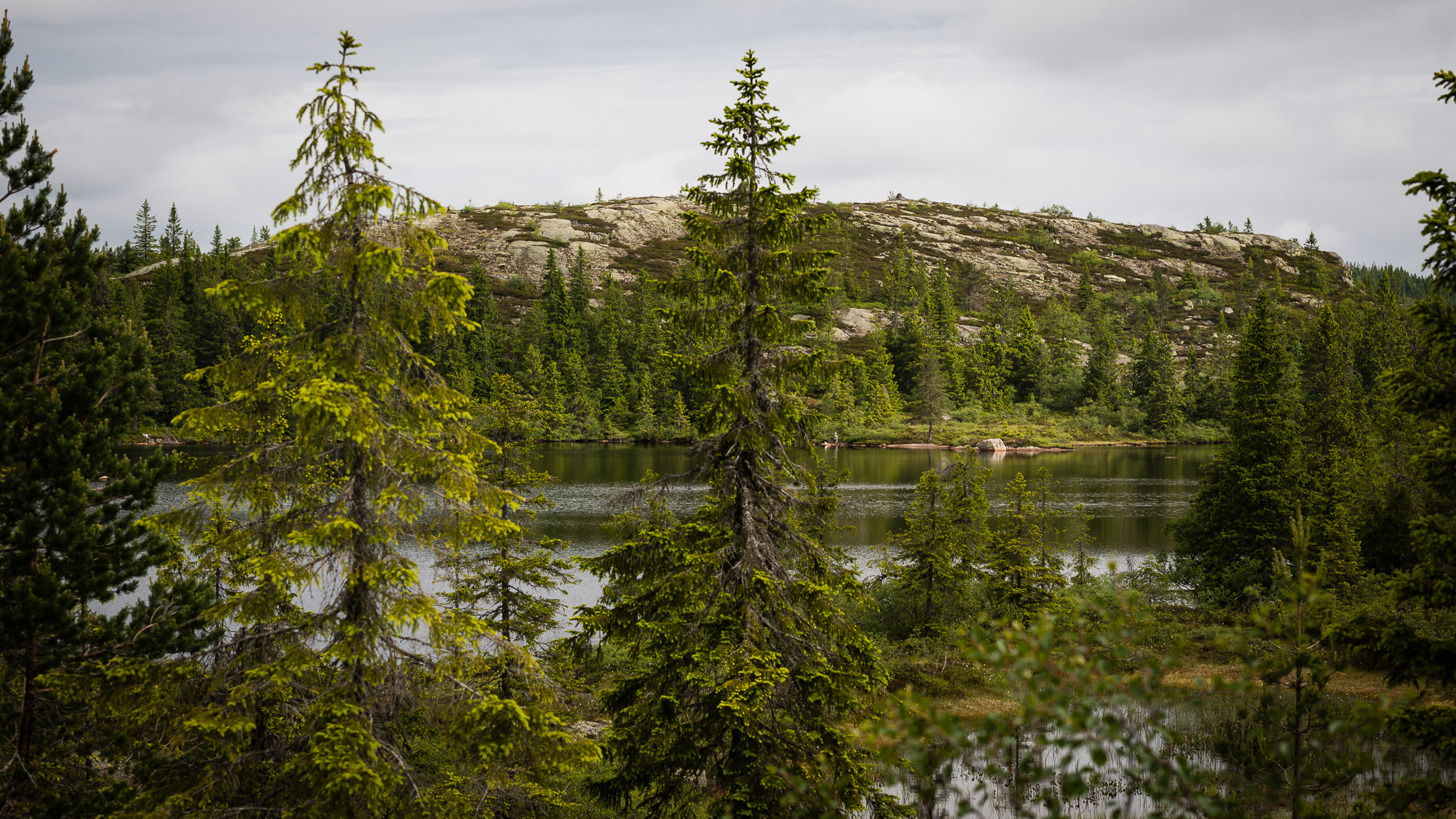 Store Kongstjern