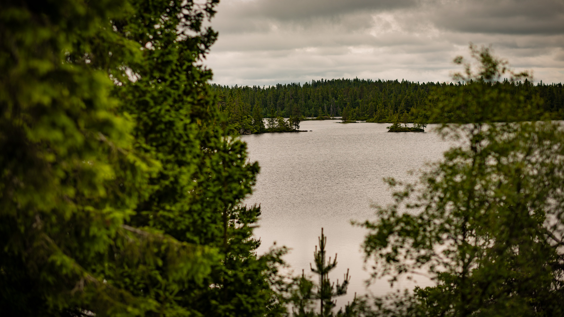 Krokvann